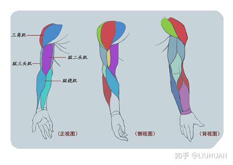 手臂下面叫什麼|手臂下面的位置叫什么